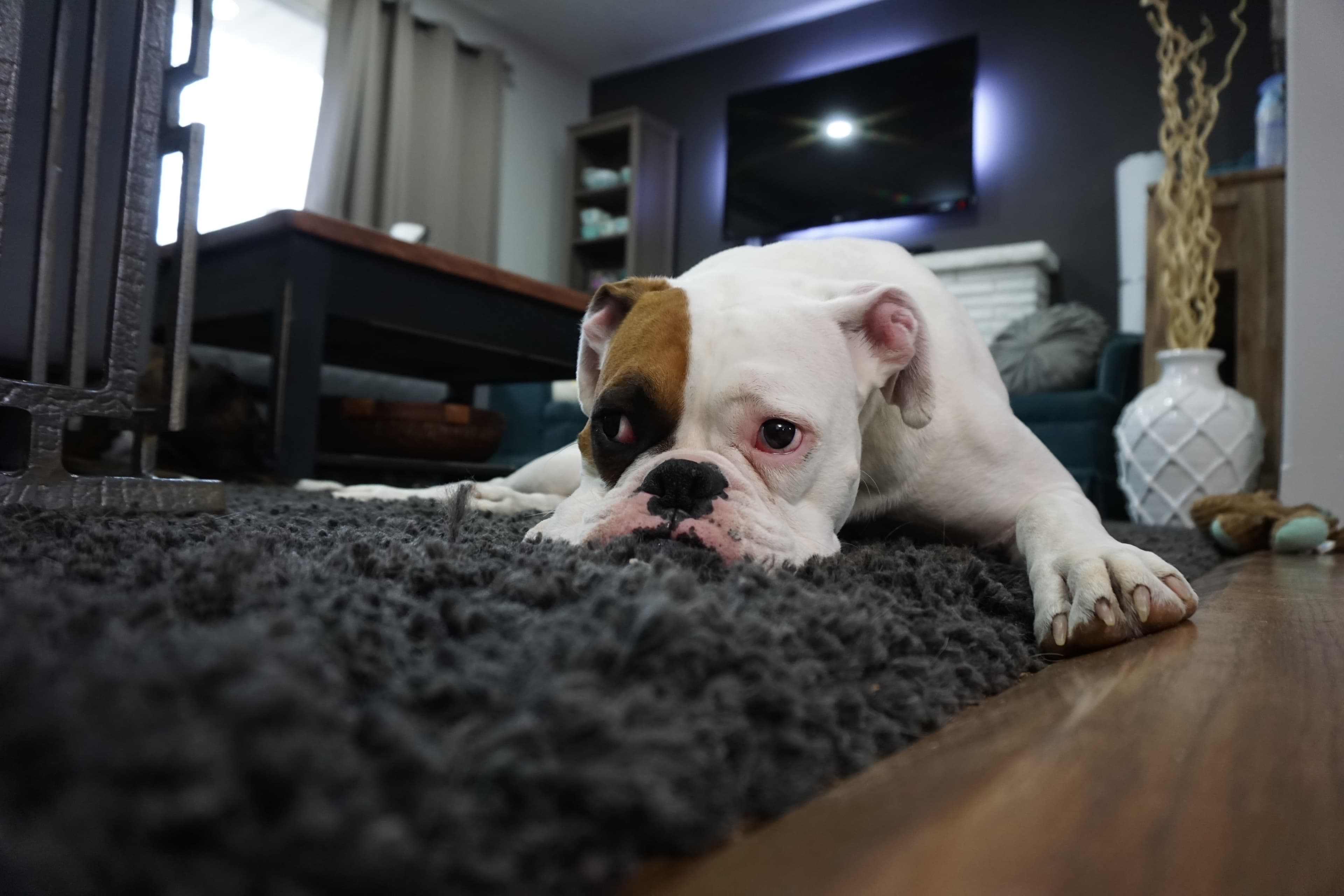 Blog post: allow-tenants-pets