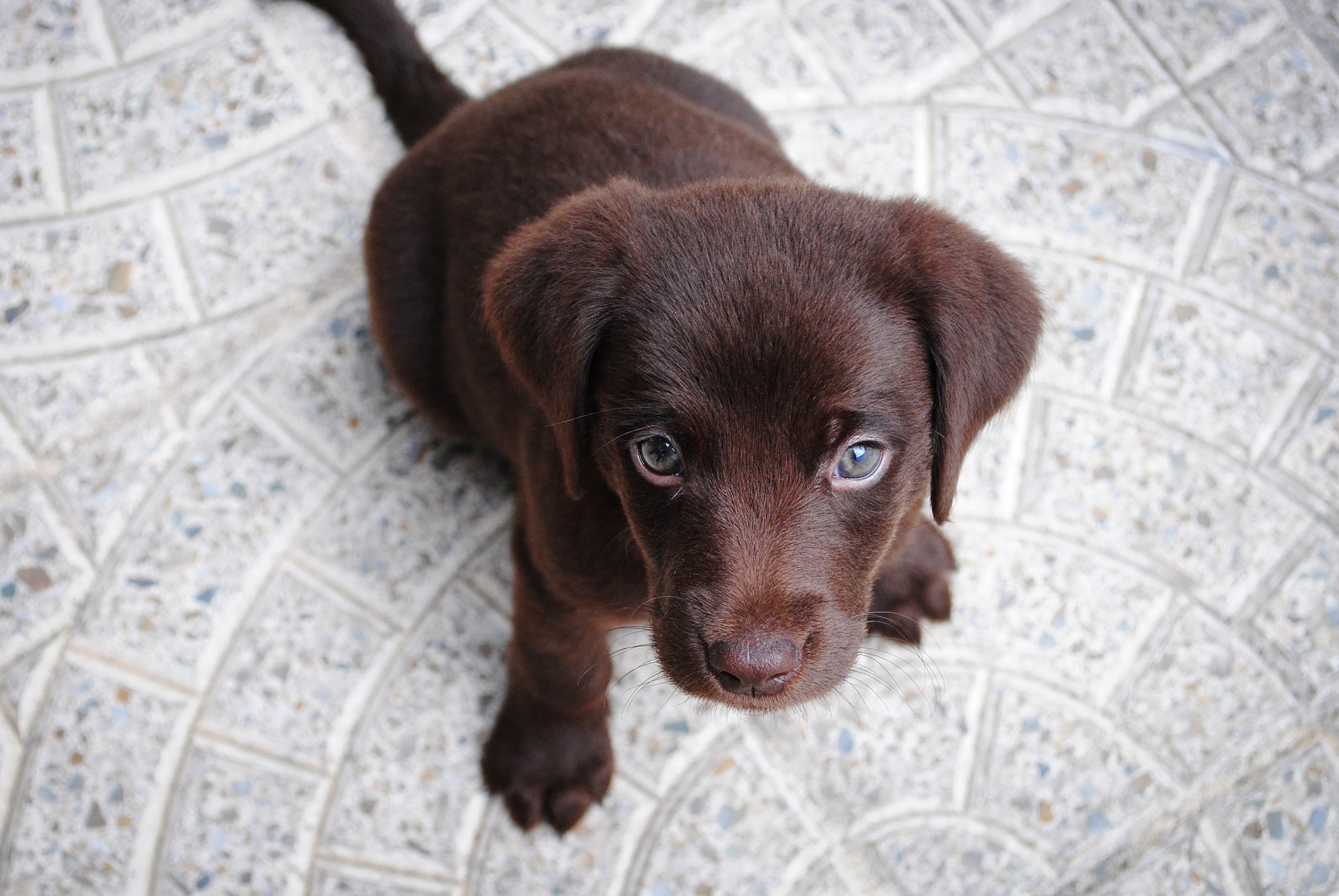 Blog post: how-to-pet-proof-your-rental-property